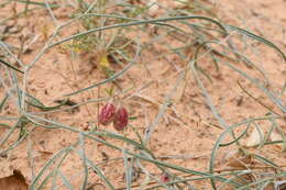 صورة Astragalus ceramicus Sheldon