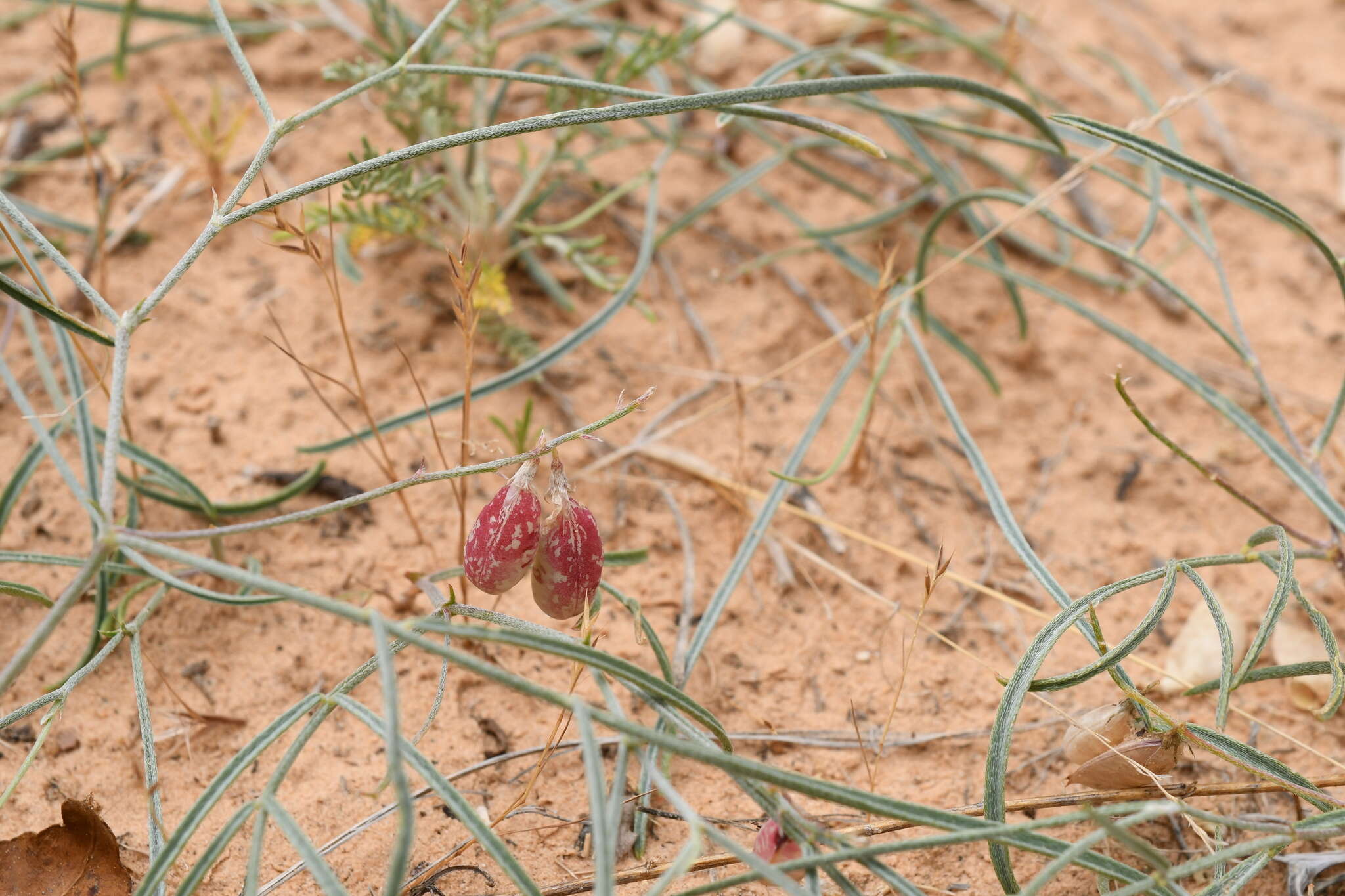 صورة Astragalus ceramicus Sheldon