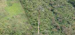 Image of Wax palm