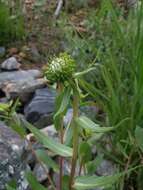Image of subalpine gumweed