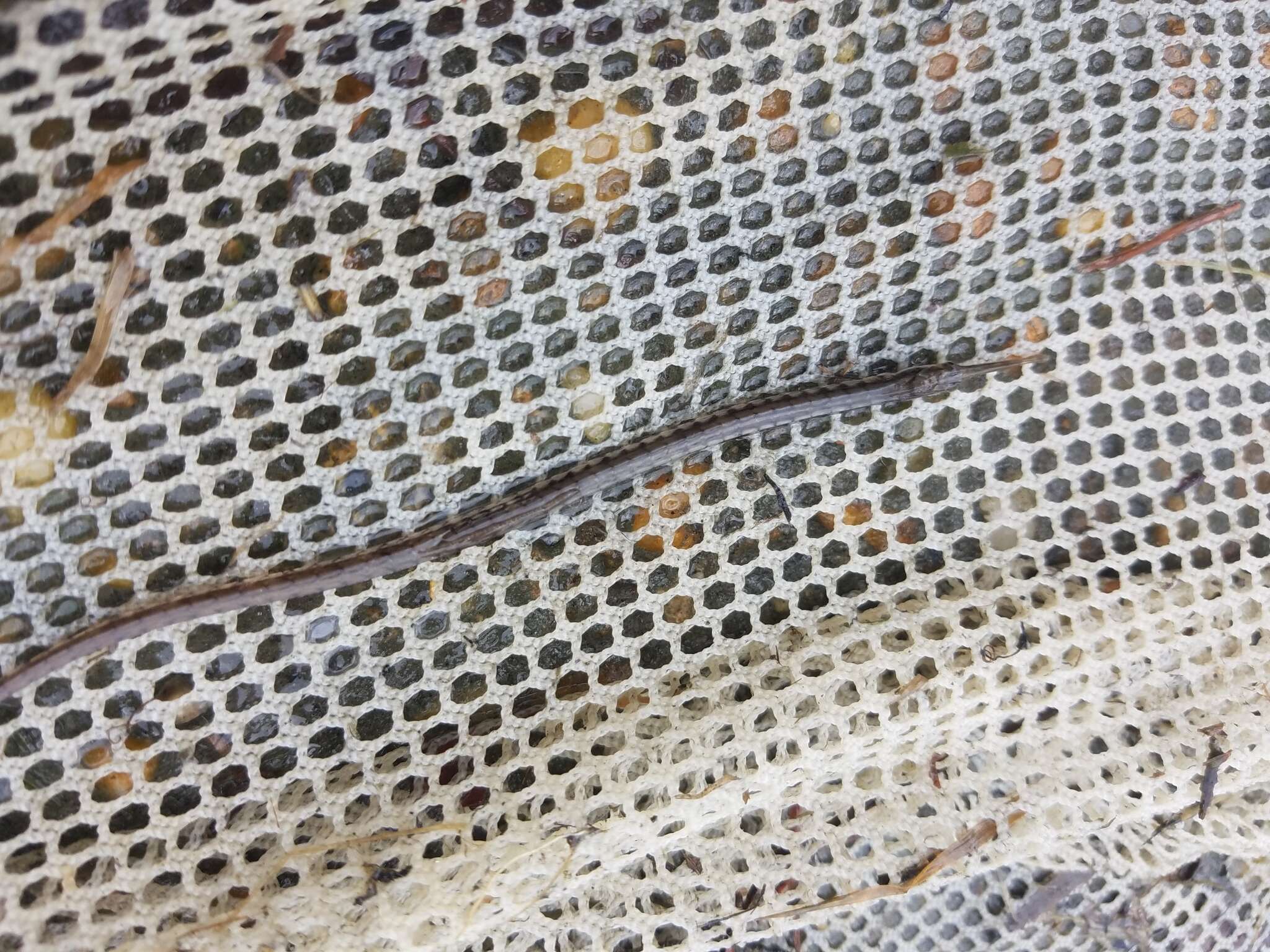 Image of Northern Pipefish