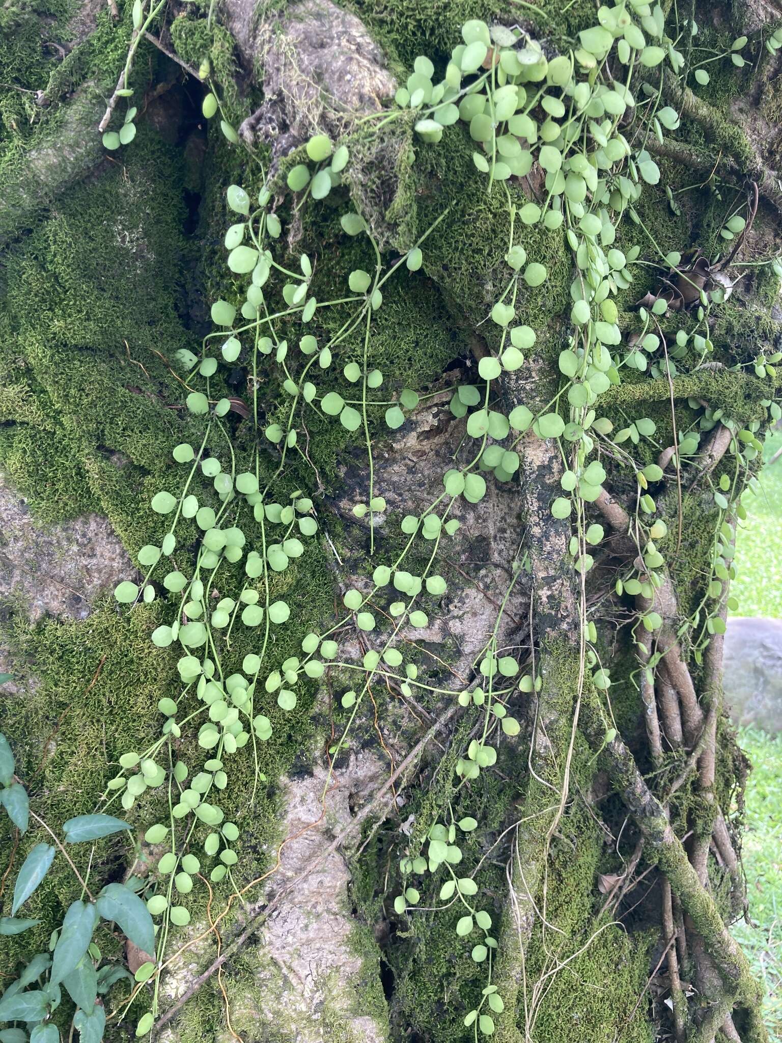 Image of Dischidia formosana Maxim.