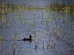 Imagem de Fulica armillata Vieillot 1817