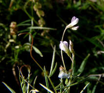 Image of Vicia hulensis Plitmann