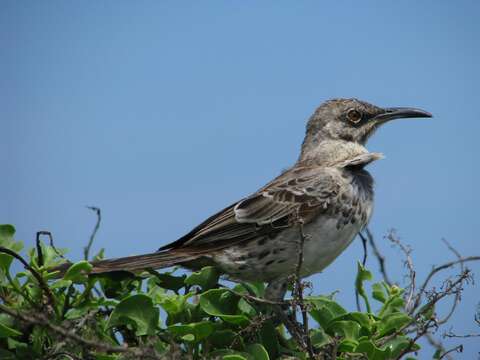 Image of Espanola Mockingbird