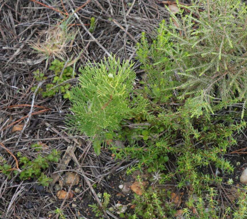 Image of Hakea drupacea (C. F. Gaertn.) Roem. & Schult.