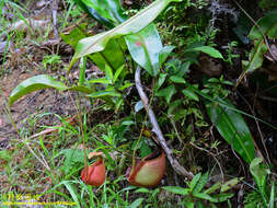 Image of Fanged pitcher plant