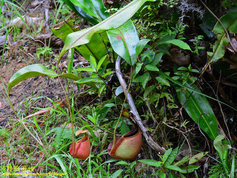 Image of Fanged pitcher plant