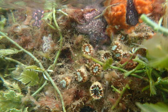 Image of hidden cup coral