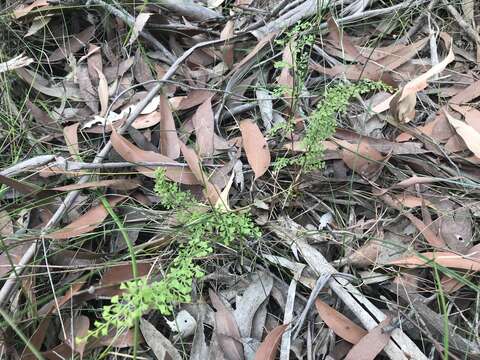 Image of Lindsaea microphylla Sw.