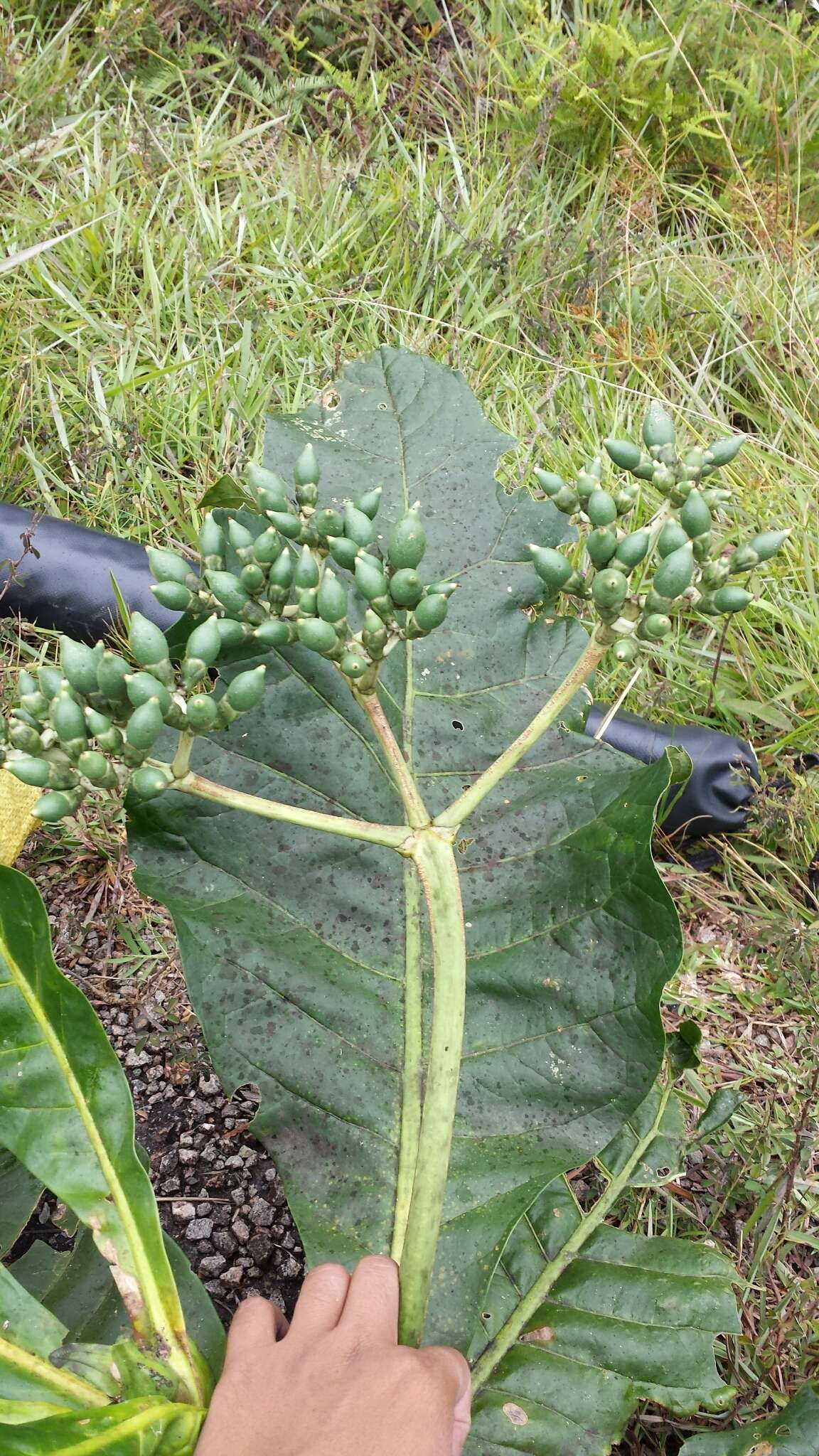 Image of Anthocleista amplexicaulis Baker