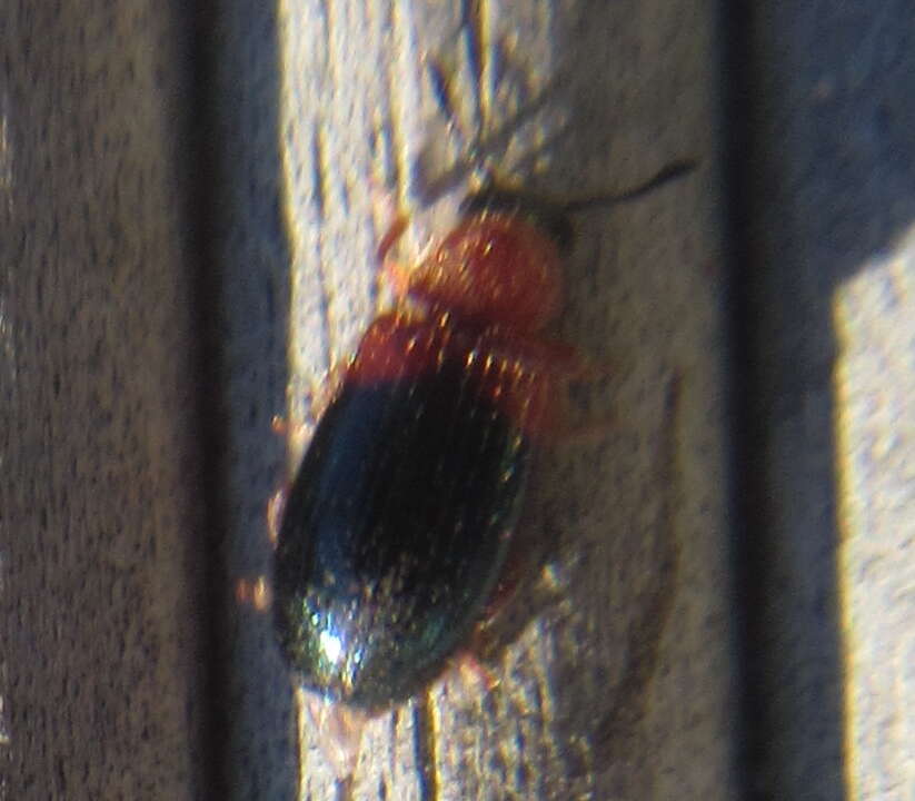 Image of Redshouldered ham beetle