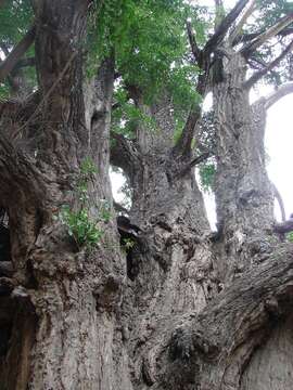 Image of Ginkgoopsida