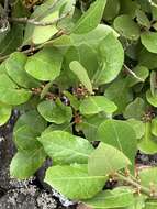 Image of Azores laurel