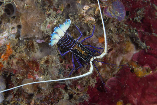 Image of Painted Spiny Lobster