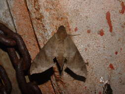 Image of False Fig Sphinx Moth