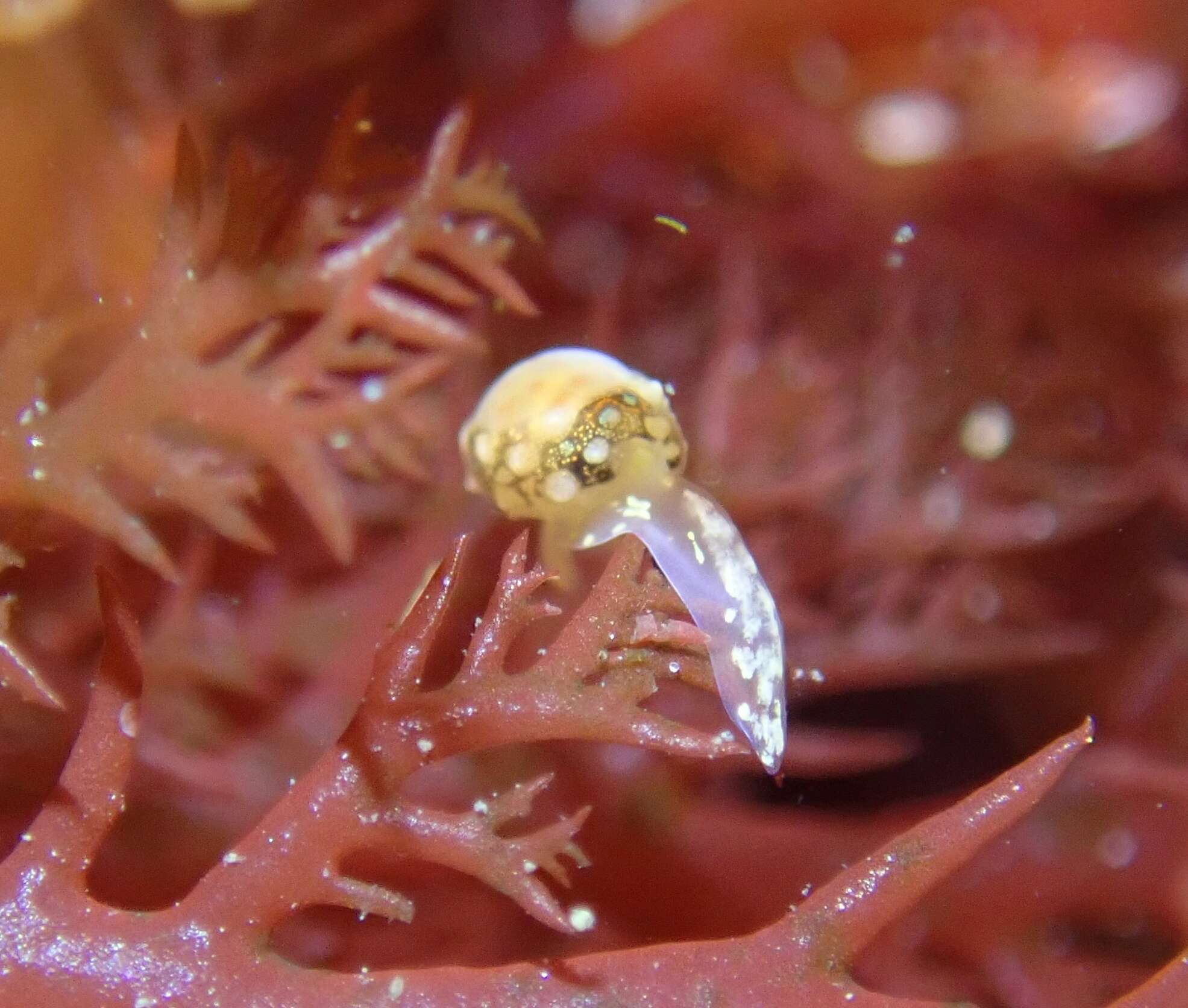 Image of Granulina margaritula (Carpenter 1857)