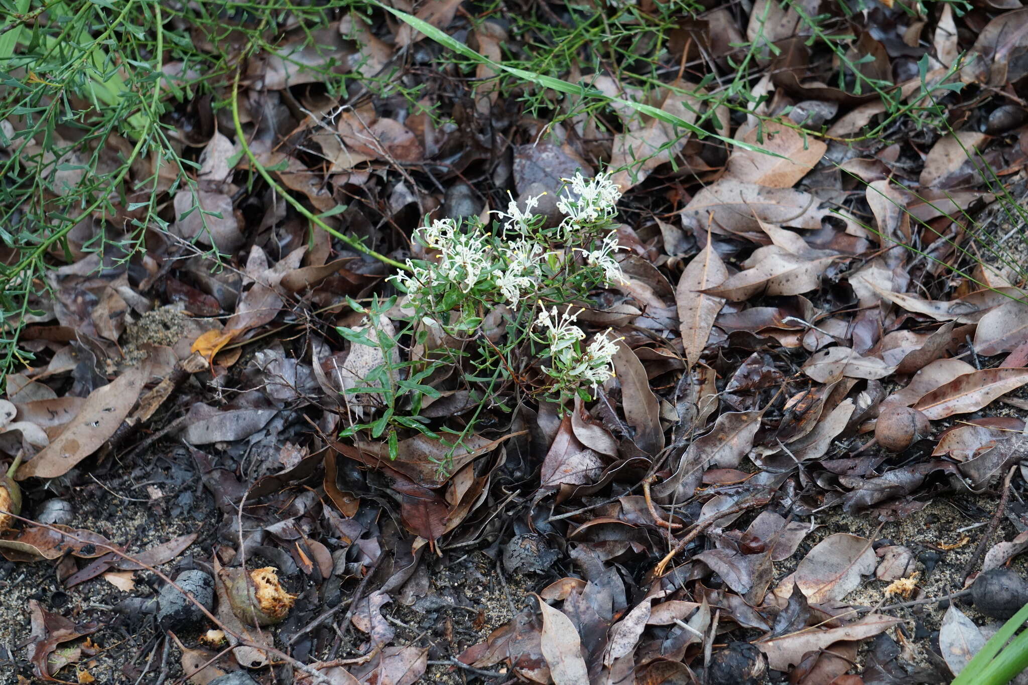 Image of Grevillea pilulifera (Lindl.) Druce