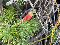 Слика од Astroloma pinifolium (R. Br.) Benth.