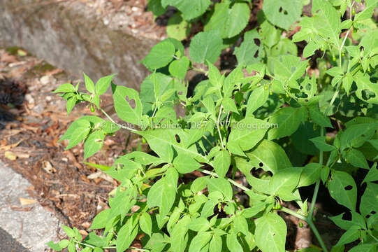 Image of Tubocapsicum anomalum (Franch. & Savat.) Makino