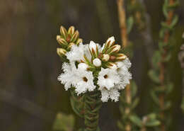 Plancia ëd Leucopogon cucullatus R. Br.