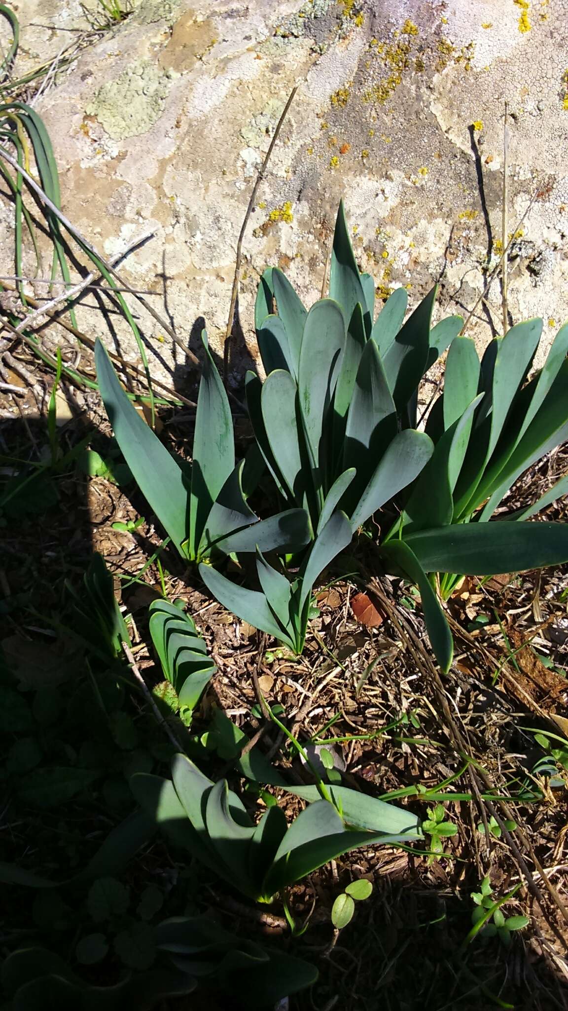 Image de Sternbergia clusiana (Ker Gawl.) Ker Gawl. ex Spreng.