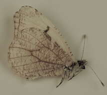 Image de Anthocharis lanceolata Lucas 1852