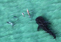 Image of Indian Ocean Bottlenose Dolphin