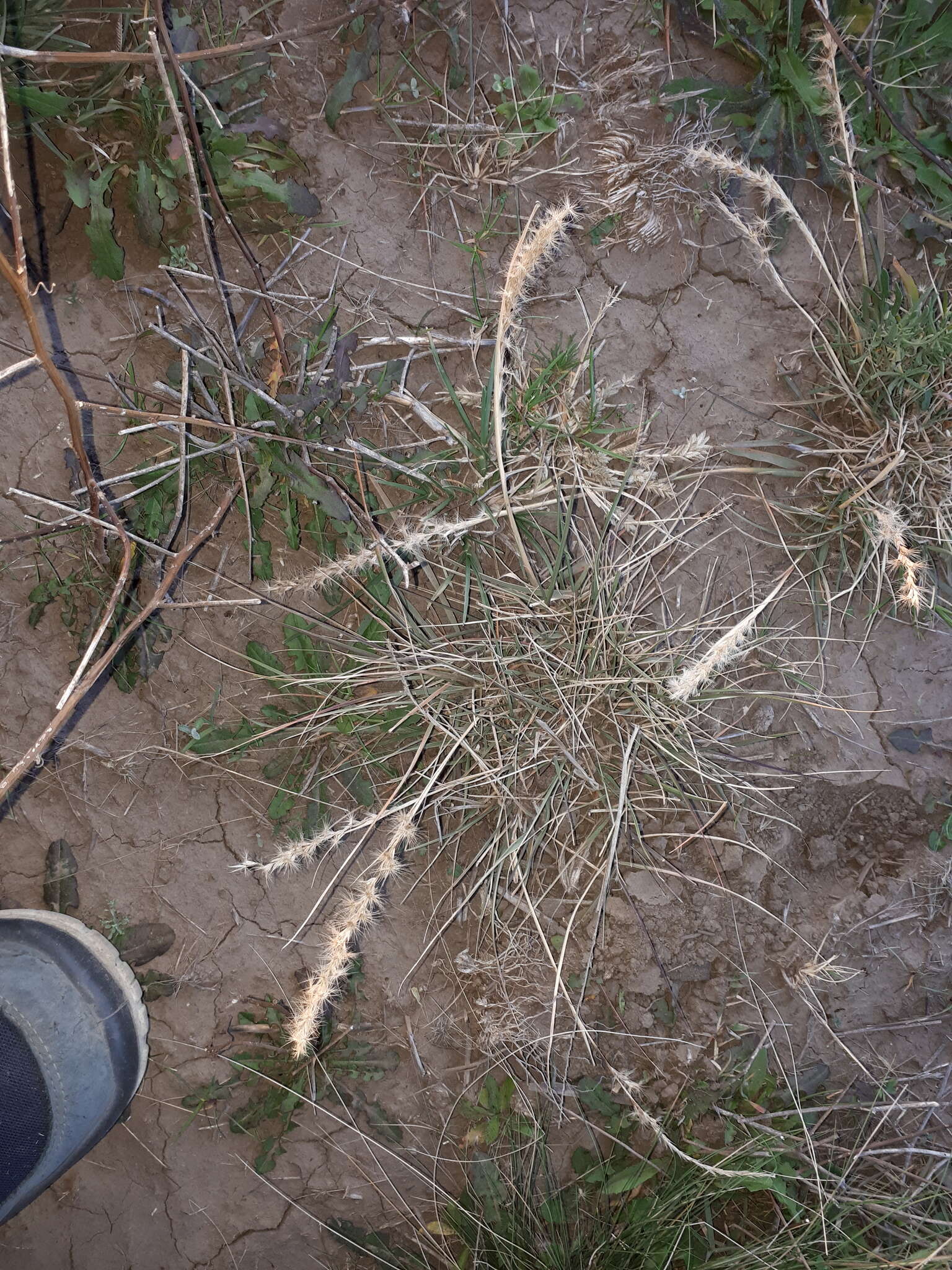 Image of Pappophorum philippianum Parodi