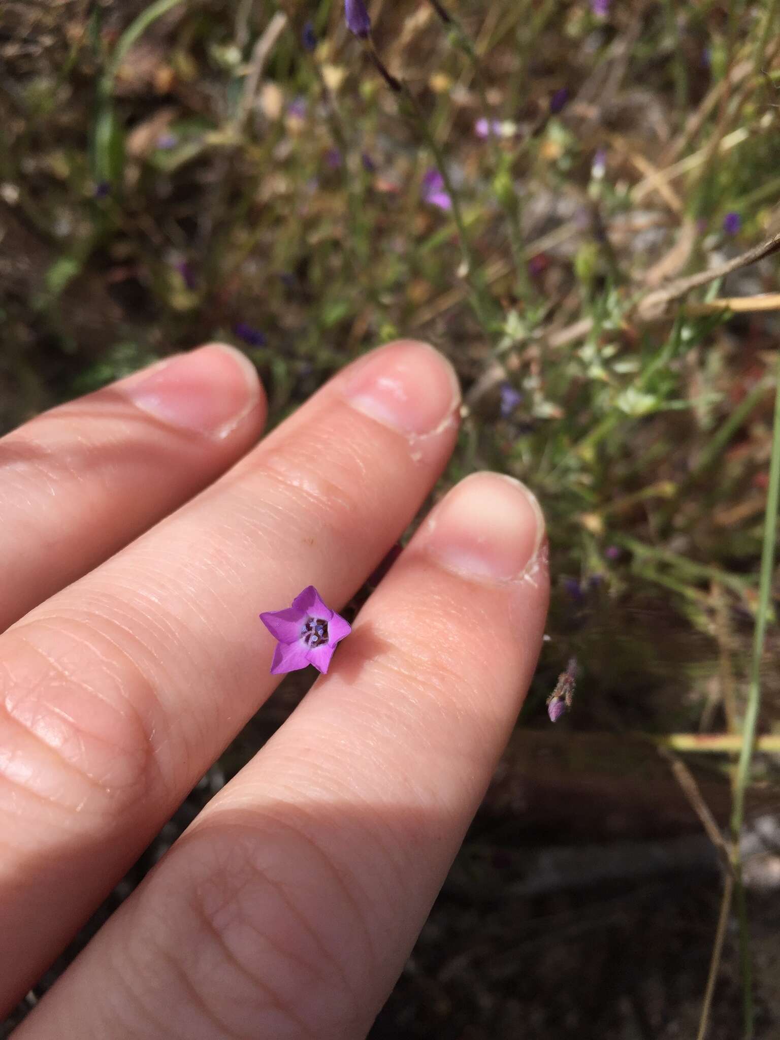 Image of Monterey gilia