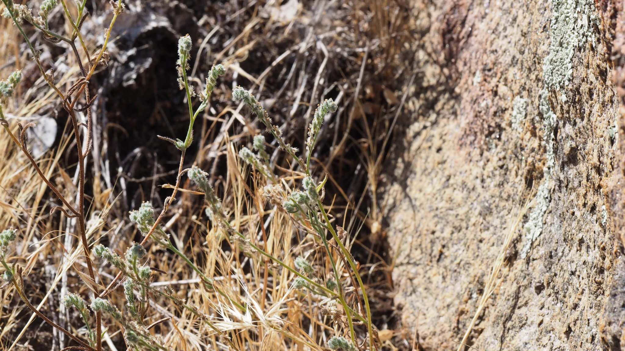 صورة Cryptantha flaccida (Dougl.) Greene