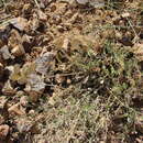 Imagem de Fibigia macrocarpa (Boiss.) Boiss.