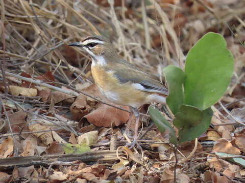 Image of Bearded Scrub Robin