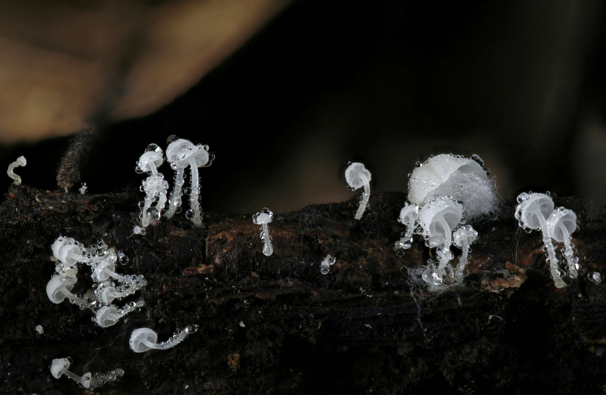 Hemimycena tortuosa (P. D. Orton) Redhead 1980 resmi