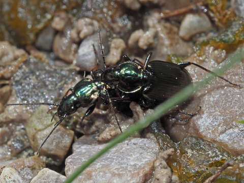 Imagem de Agonum (Agonum) muelleri (Herbst 1784)