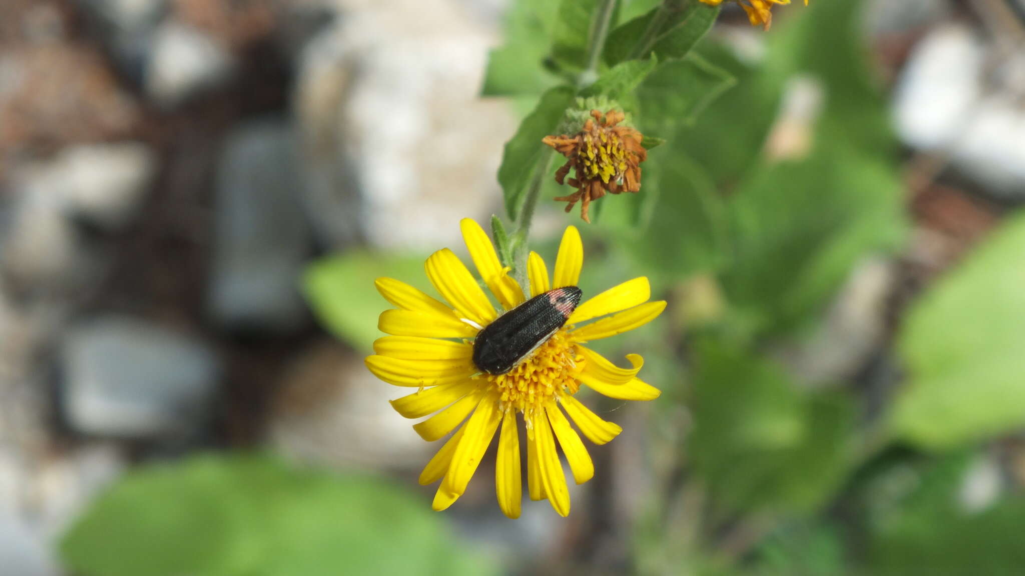 Imagem de Acmaeodera flavomarginata (Gray 1832)