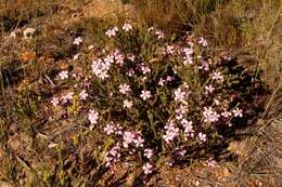 Image of Acmadenia tetragona (L. fil.) Bartl. & Wendl. fil.