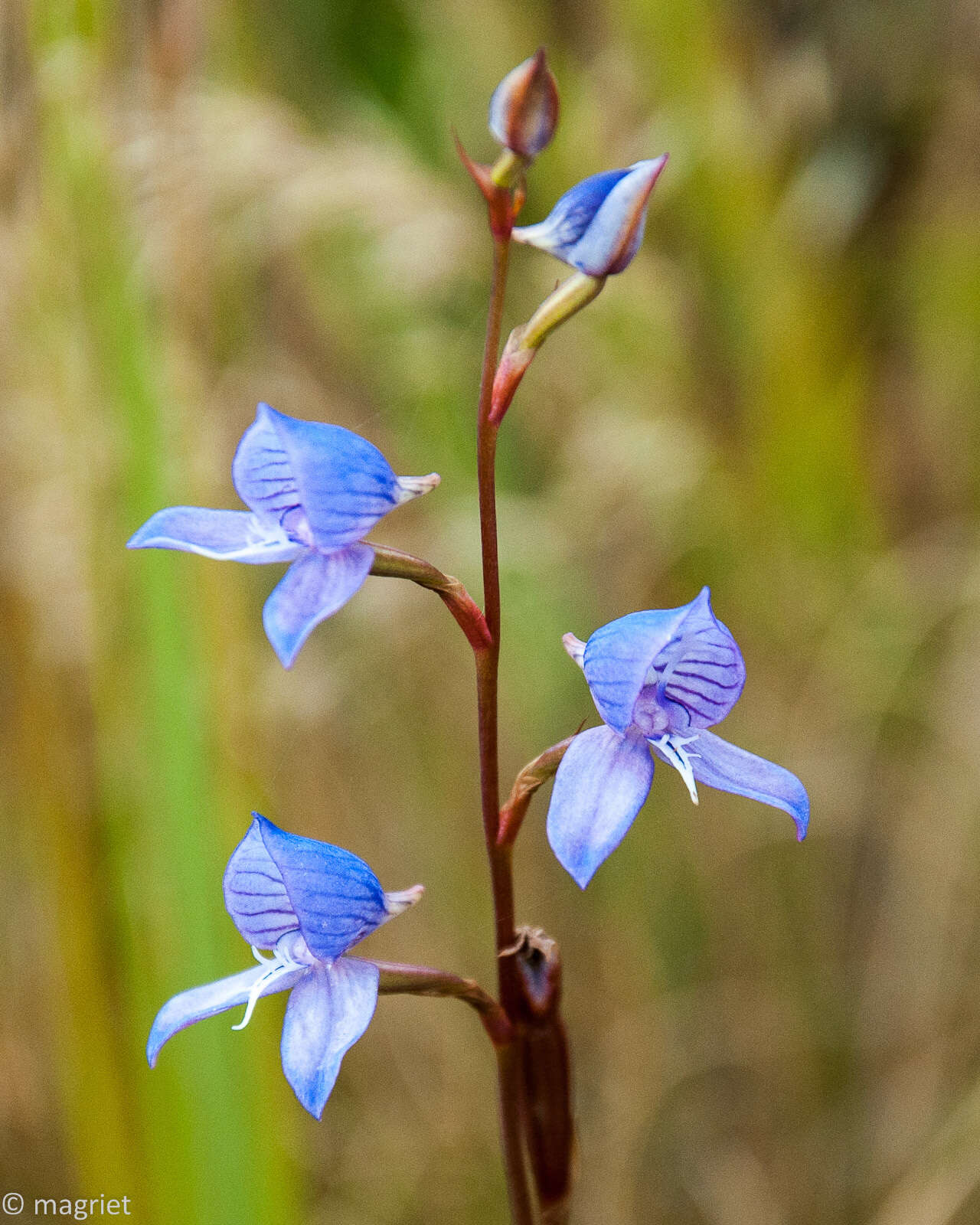 Image de Disa venusta Bolus