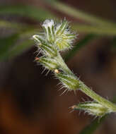 Image of Pinyon Desert cryptantha