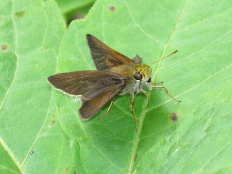 Imagem de Euphyes vestris Boisduval 1852