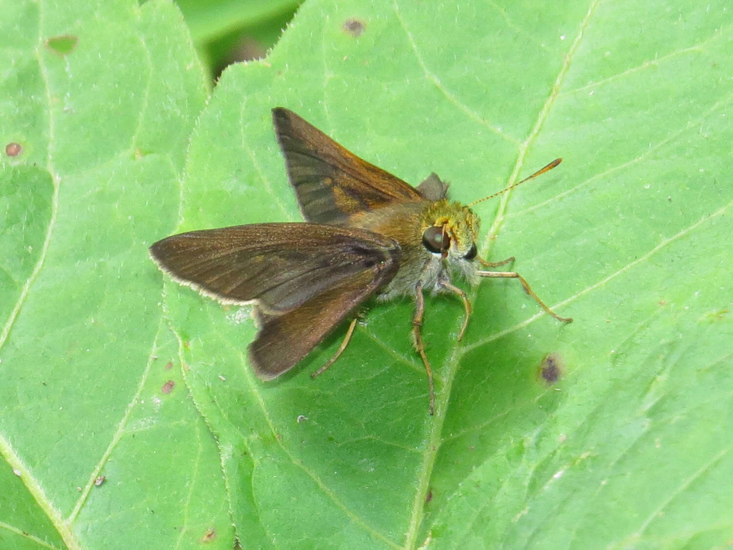 Image of Dun Sedge Skipper