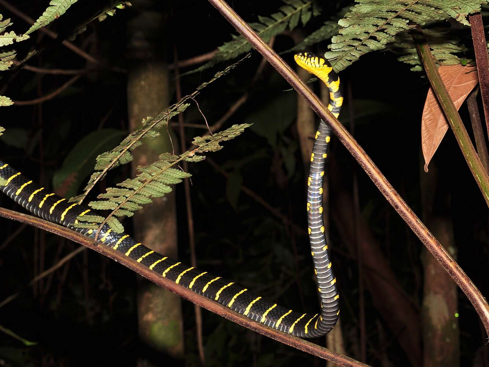 Image of Gold-ringed Cat snake