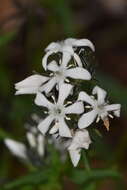 Image of Orianthera serpyllifolia (R. Br.) C. S. P. Foster & B. J. Conn