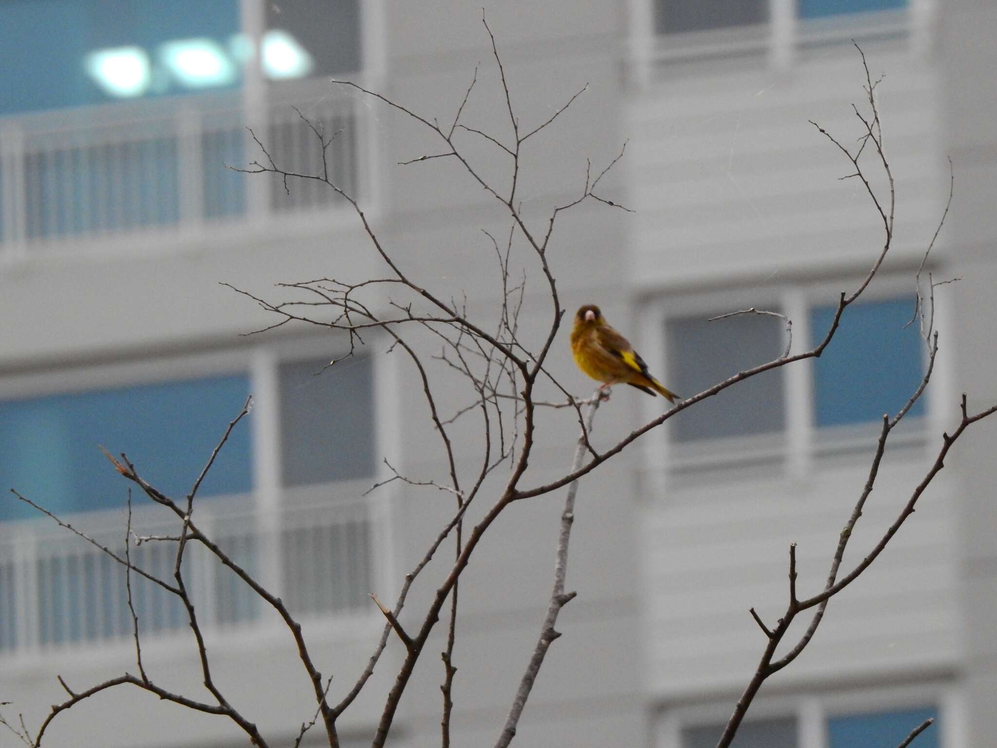 Image of Grey-capped Greenfinch