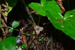 Imagem de Asarum caudigerum Hance