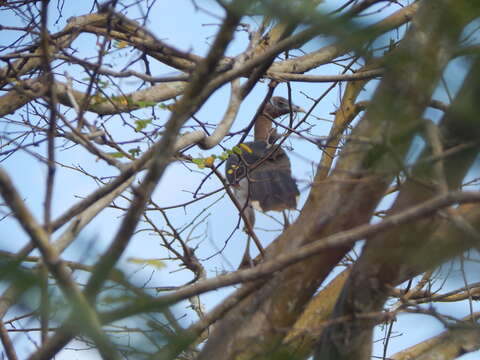 Image of Chestnut-winged Chachalaca