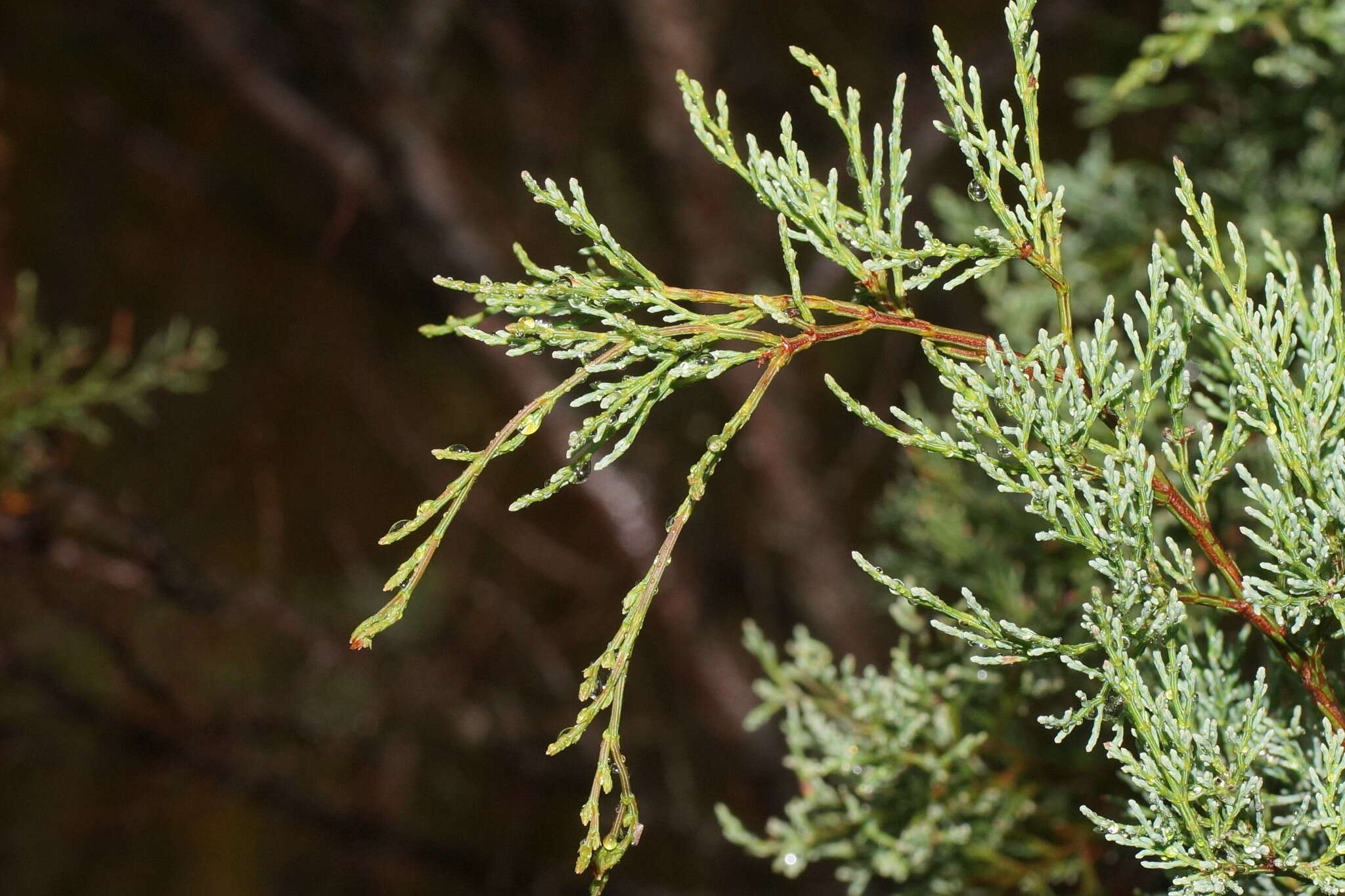 Image of Illawara Mountain Pine