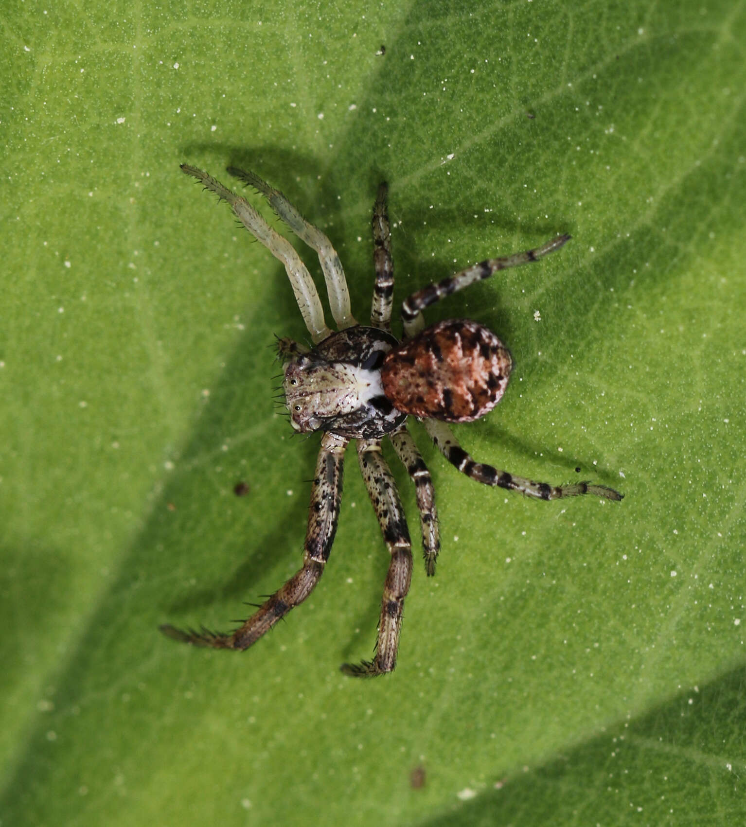 Image of Xysticus audax (Schrank 1803)