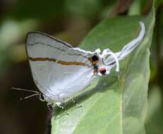 Слика од <i>Hypolycaena <i>antifaunus</i></i> antifaunus