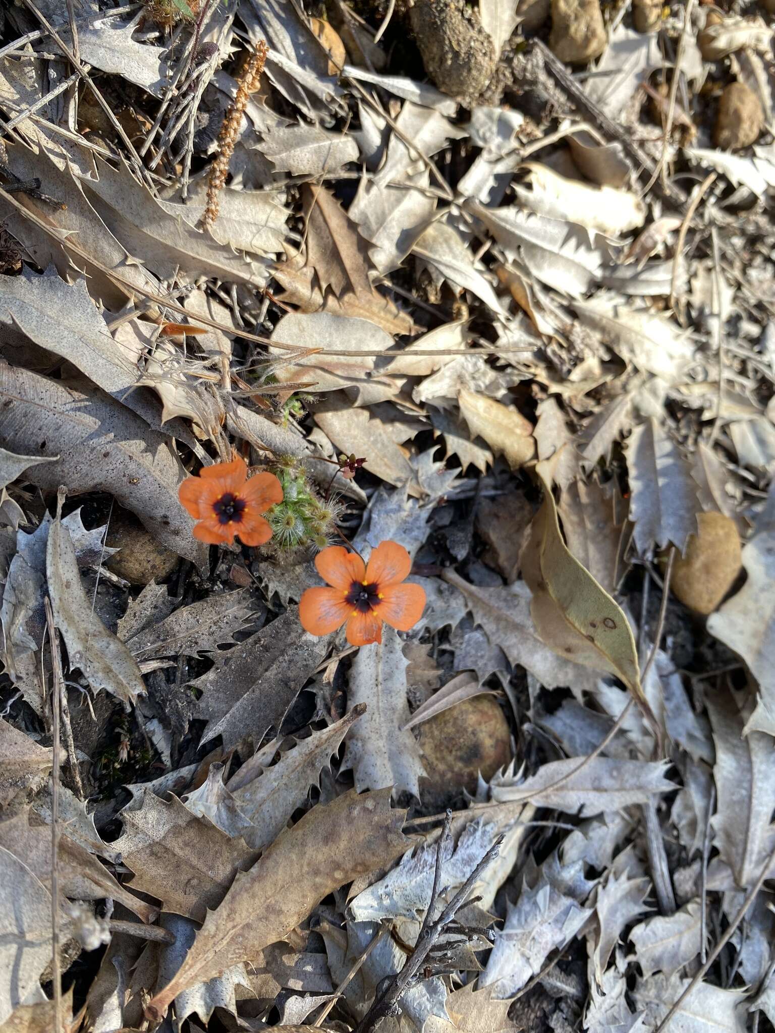 Image of Drosera hyperostigma N. Marchant & Lowrie